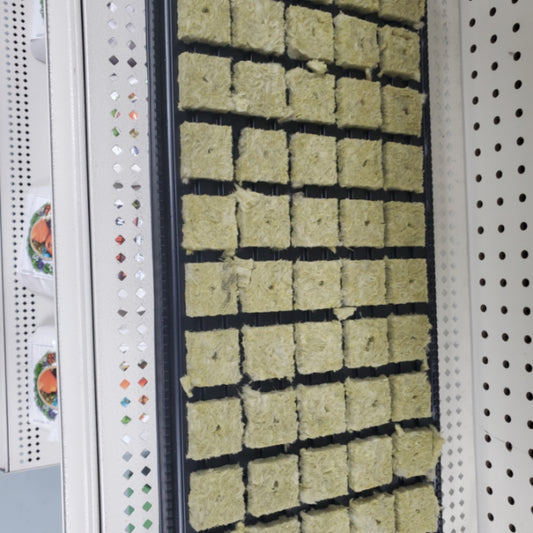 A-OK rockwool in tray