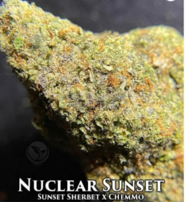 Nuclear Sunset #2- 5 regular seeds