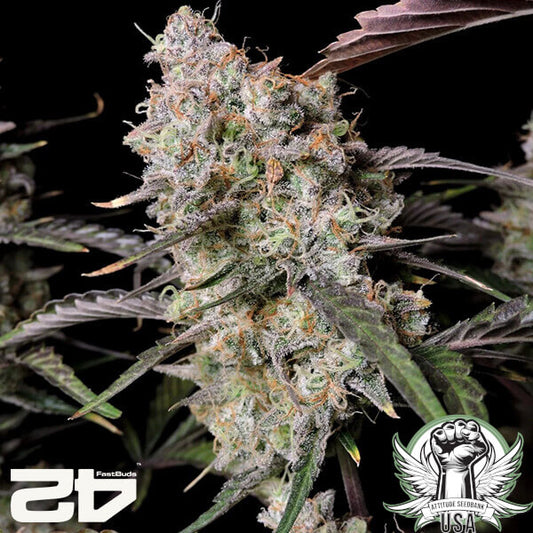 Gorilla Zkittles- Auto 2 pack