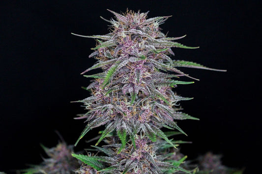 Banana Purple Punch- Auto 2 pack