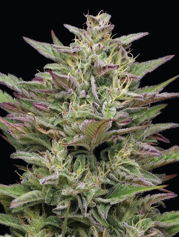 Trainwreck- 5 regular seeds