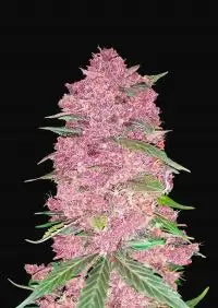 Purple Lemonade- Auto 2 pack