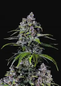 Purple Lemonade- Fem 2 pack