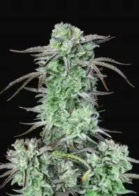 Strawberry Banana- Auto 2 pack
