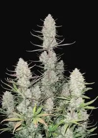 Tropicana Cookies- Fem 2 pack