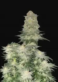 Wedding Cheesecake- Fem 2 pack
